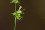 Reflexed sedge